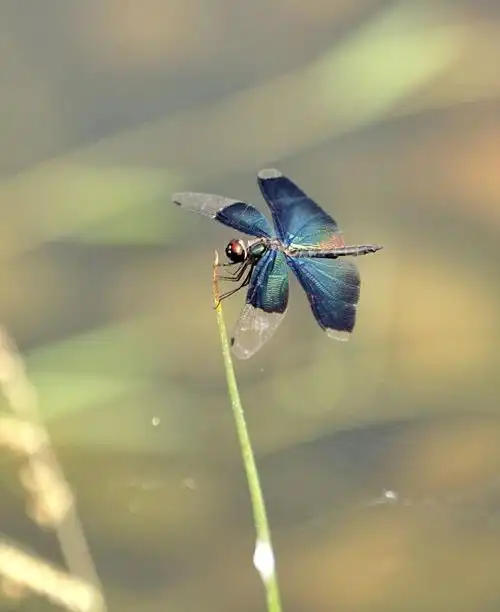 致生命的舞者一一美丽的蜻蜓