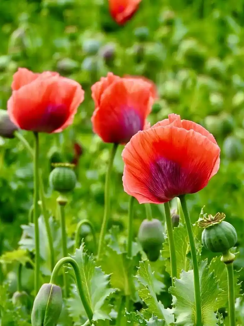 植物可以改变世界,罂粟娇美的花吸引人眼, 罂粟乳白的汁 就是 - 抖音