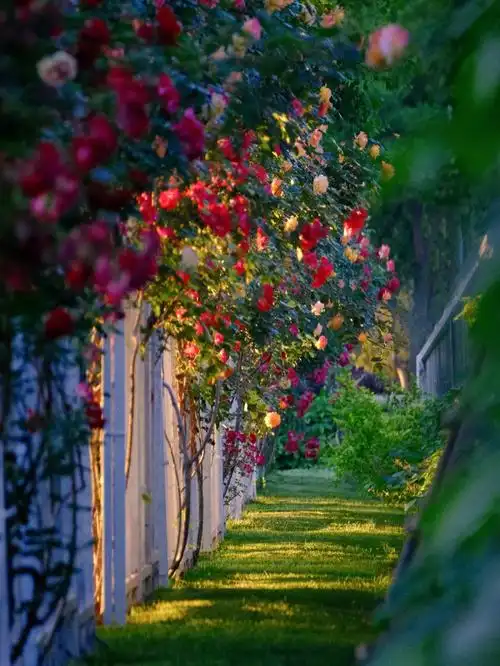 这难道就是爱丽丝梦游仙境的玫瑰花园嘛