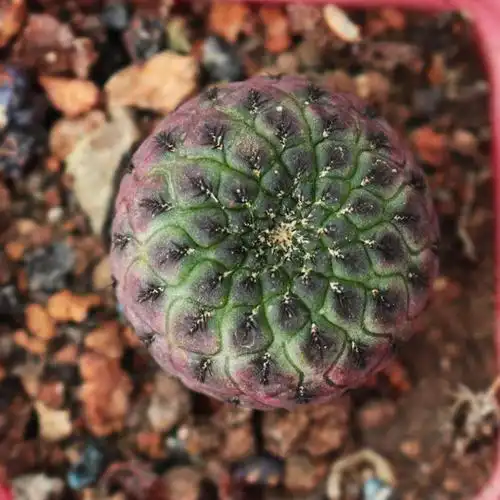 紫丽丸仙人球多肉植物开花仙人掌办公室桌面吸甲醛小盆栽23cm裸根不