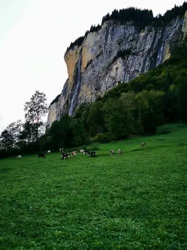 山坡草地上自由自在的牛羊