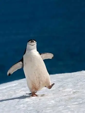 猖狂猴子发动公交车引发交通事故 盘点动物模仿人类的爆笑动作表情