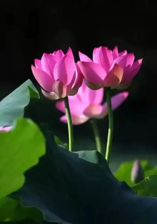 佛说,每个人的心中都有一朵清净的莲花.