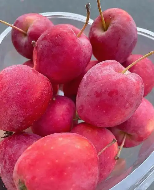 【鸡心海棠果】29.9元3斤!酸甜解腻嘎嘣脆,果味超浓郁!