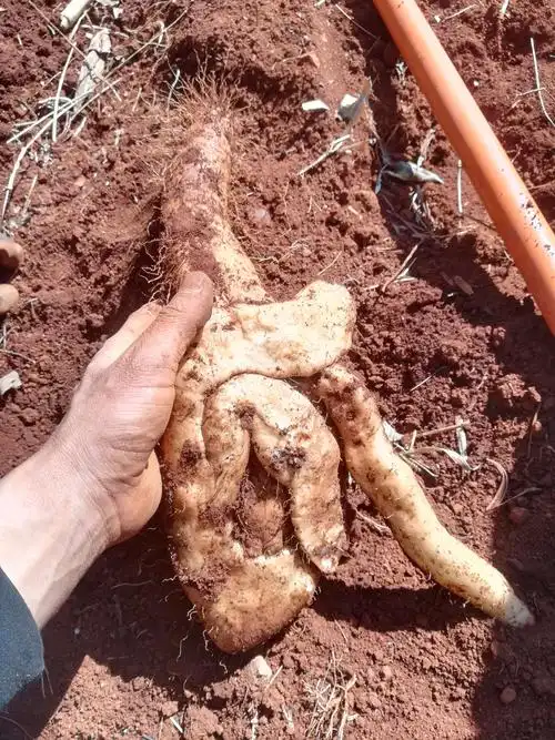 这是纯天然野生山药,美美哒! - 美篇