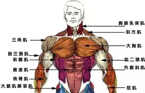 健身房胸肌锻炼基本动作