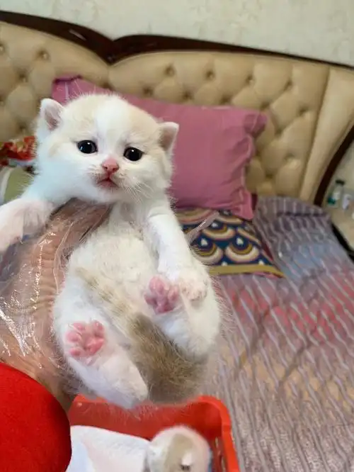 三个可爱的乳白英短净梵弟弟