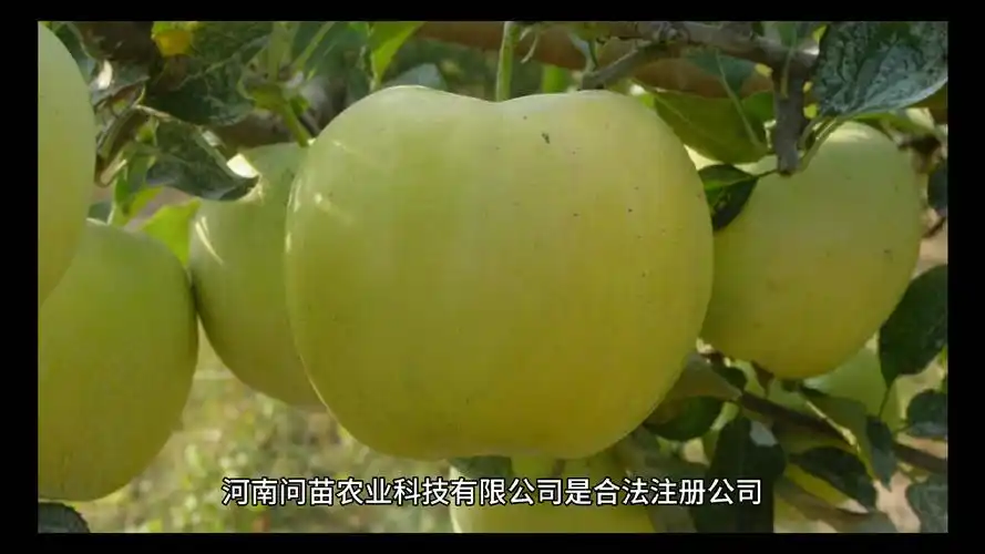 问苗到底怎么了?问苗没问题.