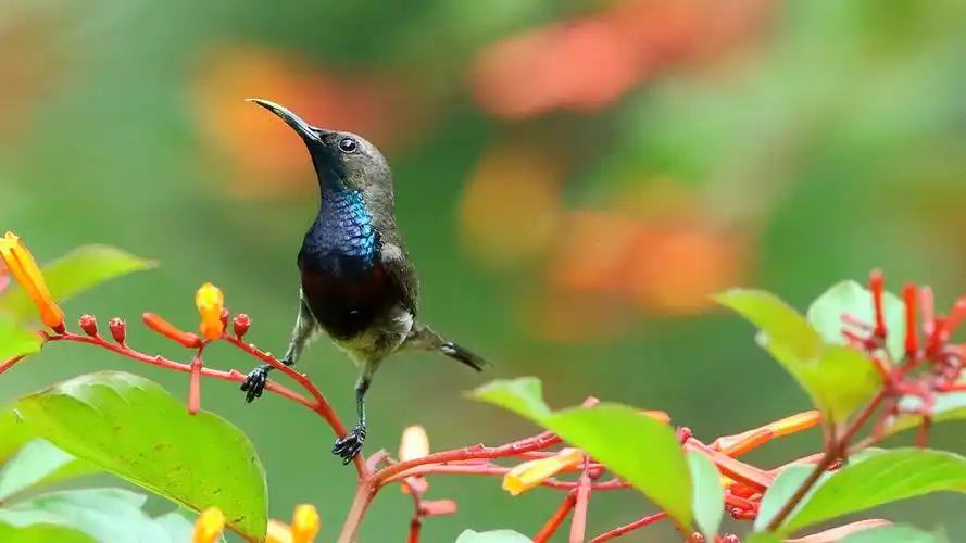 花蜜鸟动物图片电脑1080p高清壁纸
