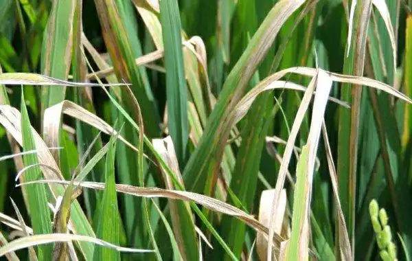 水稻白叶枯病的发病规律是什么