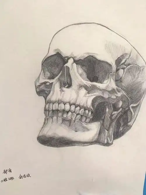 【牙牙特辑】 "描骨之精,绘牙之巧"作品展_口腔