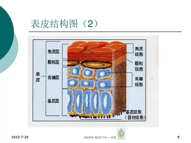 皮肤基础知识培训20100710ppt_word文档在线阅读与下载_无忧文档
