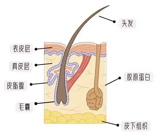 头皮_秋济_头发