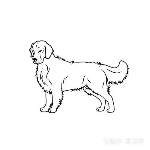 白色背景上的金色猎犬插图插画-正版商用图片13e8di-摄图新视界