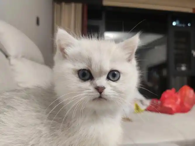 请大家一起鉴定下 猫猫品相如何#英短银渐层