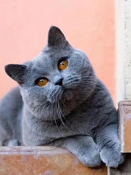 英国短毛猫蓝猫品鉴(英国短毛猫蓝猫)(20)