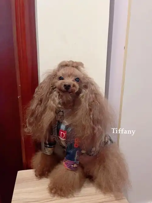 泰迪约克夏马尔济斯西施长发及腰