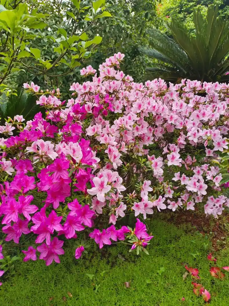 杜鹃花除了花期太短,真的挑不出任何毛病 ,如果是地载