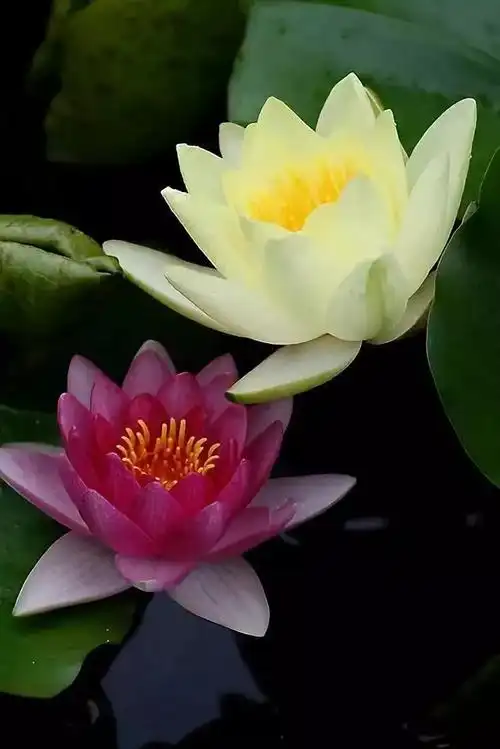 【音画诗赏】七彩莲花,为您盛开