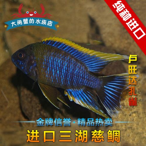 德系进口三湖慈鲷 马鲷 卢旺达孔雀鱼 a属孔雀 热带鱼 观赏鱼活体