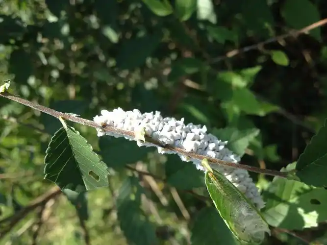 这是什么虫的幼虫?