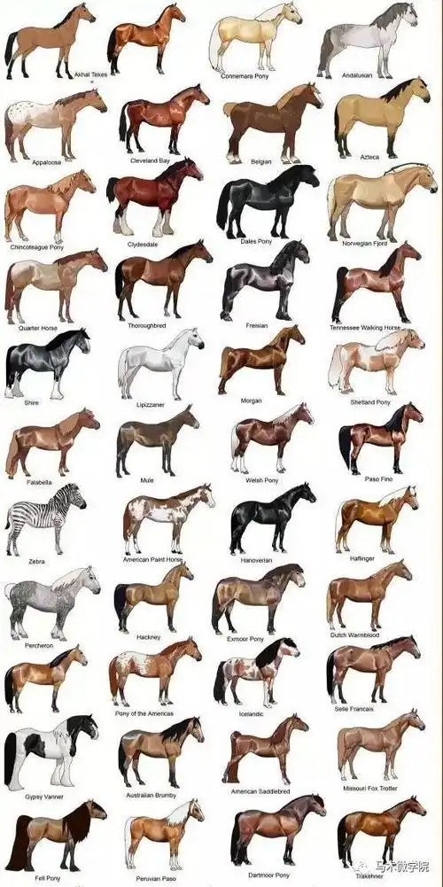马的品种大全(下)——常见品种详解