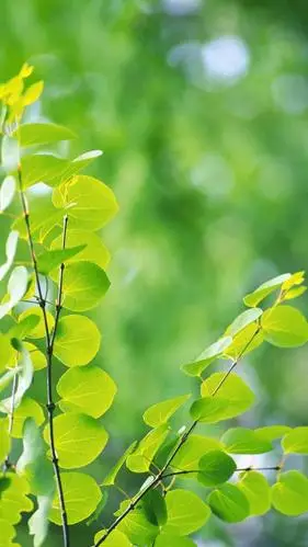 小清新护眼锁屏