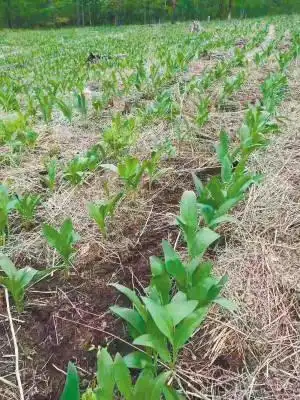 寒葱吃过吗?它和烤肉是绝配