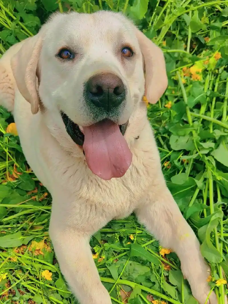 狗狗在你的生命中可能只是一个片段,而你却是它的全部#最萌拉不 - 抖