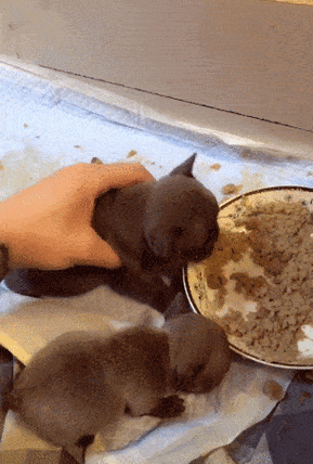 小狗吃饭肚子撑大,主人一手抓起来瞧,大得像个圆盘!_狗狗