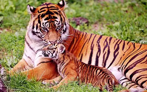 威猛无比老虎壁纸_威猛的样子很霸气_动物壁纸