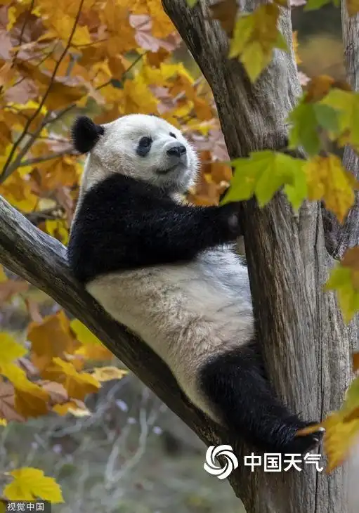 可甜可萌!当小动物与秋天相遇可爱十足