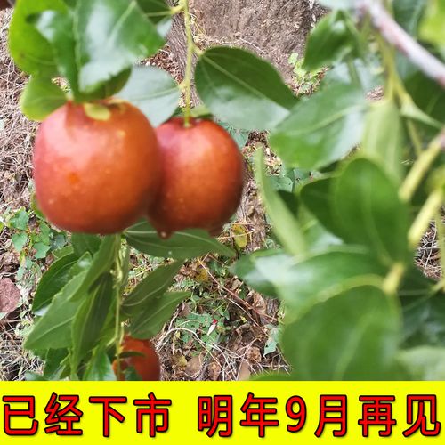 怀柔大枣 自产自销,红枣甜枣 秋冬枣新鲜水果大枣