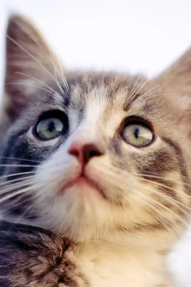 卖萌的可爱猫咪大图手机壁纸下载_动物_手机壁纸下载_美桌网