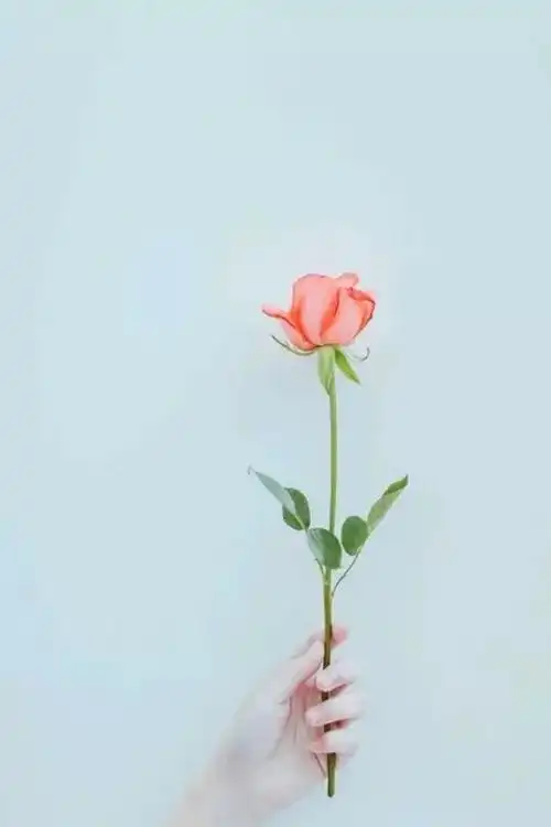 送你一支玫瑰简单小清新壁纸锁屏ing
