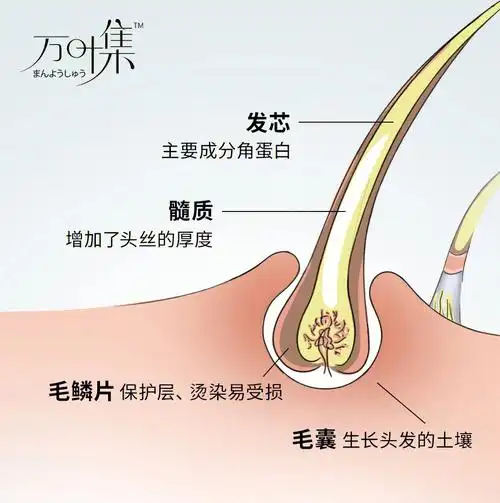 的土壤,头发的脱落也主要是毛囊的作用;其他的头发结构包括99毛鳞片