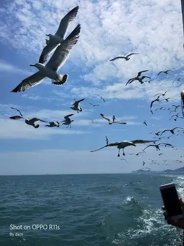 山东蓬莱万鸟岛海鸥美景