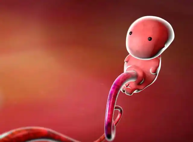 怀孕后胎芽在这周出现,这周成为胎儿,胎芽变成胎儿见证神奇过程