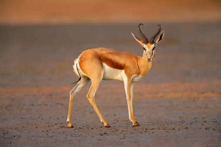 沙漠里奔跑的羚羊