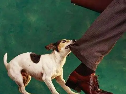 梦见狗攻击我我打狗