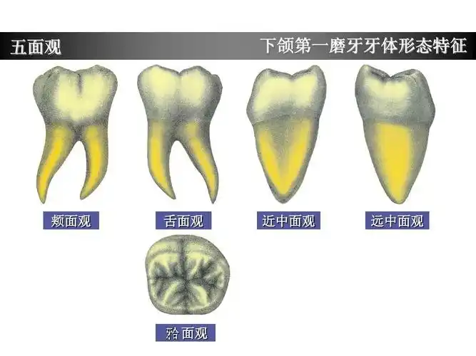 下颌第一磨牙牙体形态简述ppt