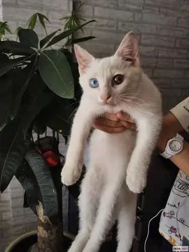 鸳鸯眼波斯猫求领养