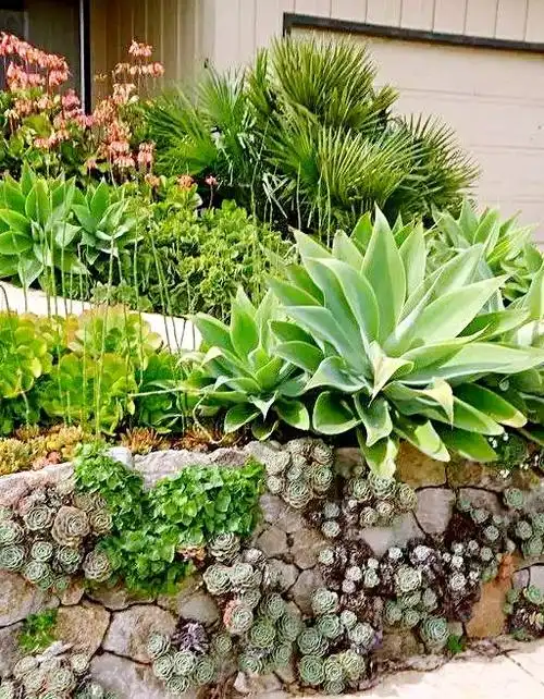 多肉植物妆点的庭园,别有一番韵味