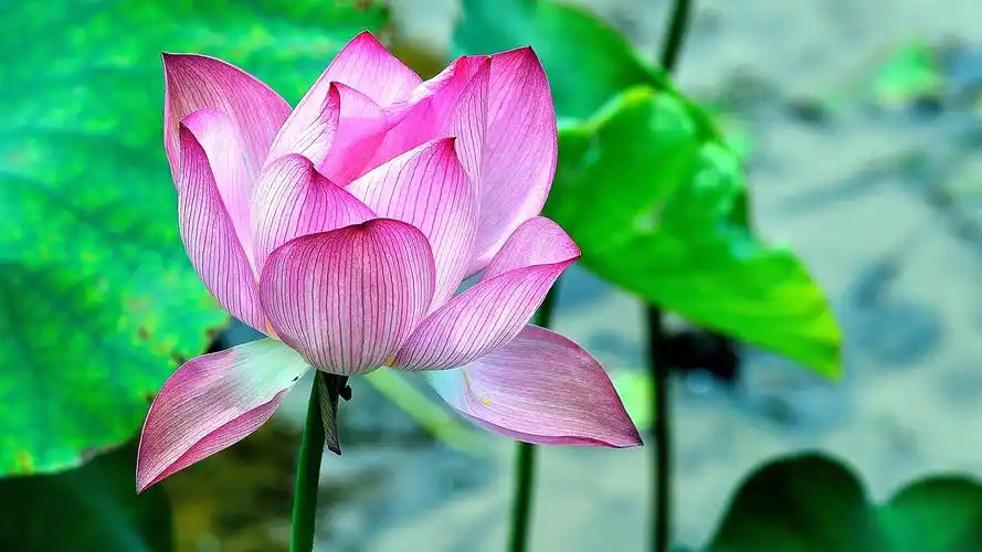 清新淡雅的荷花高清宽屏壁纸