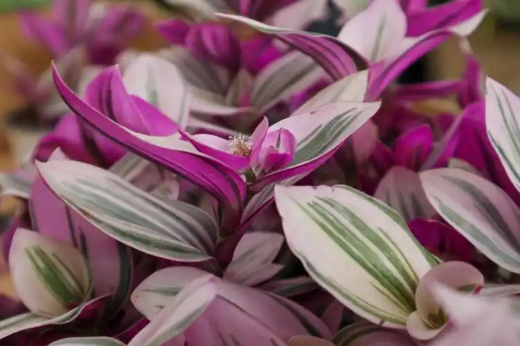 多肉油画婚礼怎么养