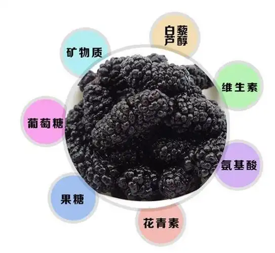 桑葚干泡水喝的功效,却蕴藏着丰富的营养价值和健康益处