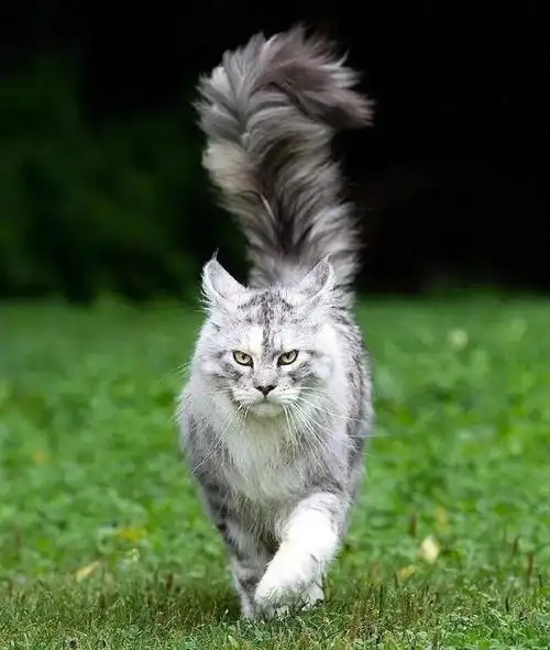 猫的图片大全大图,猫图片大全可爱(猫咪照片可爱真实)_犇涌向乾