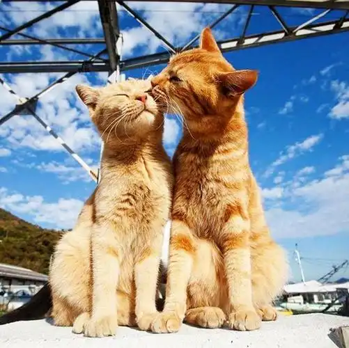 当你看到两只猫咪在你面前晒亲密,撒狗粮时,内心充满了对甜蜜爱情的