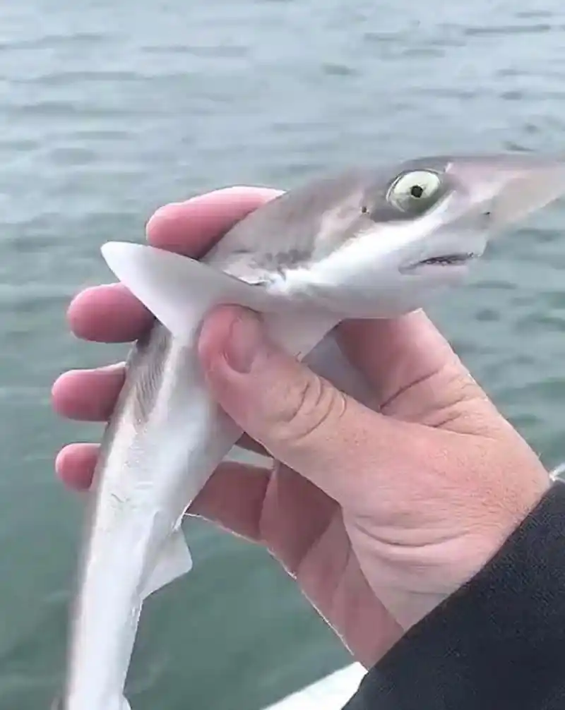 这鲨鱼宝宝真可爱,好想养一只呀!