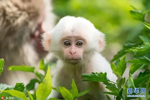 日本公园现罕见白色雪猴 可爱的像个小公举